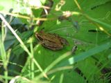 Day 4 - Hummocks - Brown Tree Frog stays cool in the shade Day 4 - Hummocks - Brown Tree Frog stays cool in the shade
